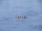 Family Kayaking on Two Kayaks on River at Sun