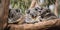 A family of koalas sleeping in the branches of a eucalyptus tree, concept of climbing behavior, created with Generative