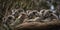 A family of koalas sleeping in the branches of a eucalyptus tree, concept of climbing behavior, created with Generative