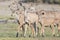 Family of kudu deer