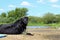 A family labrador dog resting on the river bank