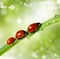 Family of ladybugs on green leaf