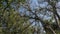 A family of Langur monkeys settled on a tree among the foliage.