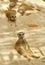 Family of lazy resting meerkats outdoors