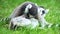Family of lemurs catta on green grass wash each other.