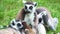 Family of lemurs catta on green grass wash each other.