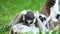 Family of lemurs catta on green grass wash each other.