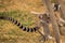 Family of lemurs playing on playground