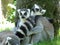 A family of lemurs resting in the grass under a tree