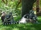 A family of lemurs resting in the grass under a tree