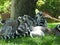 A family of lemurs resting in the grass under a tree