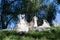 Family of lemurs sunbathing on the grass. The ring tailed lemur, Lemur catta, is a large strepsirrhine primate and the