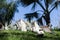 Family of lemurs sunbathing on the grass. The ring tailed lemur, Lemur catta, is a large strepsirrhine primate and the