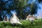 Family of lemurs sunbathing on the grass. The ring tailed lemur, Lemur catta, is a large strepsirrhine primate and the