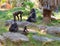 Family life of gorillas