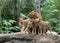 Family of lions