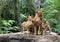 Family of lions