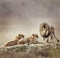 Family of Lions