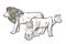 Family lions isolated on white background. Sketch graphic lion, lioness, cub predator of savannah in engraving style