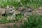 Family of Little Ground Squirrels Clustered Around Their Hole