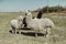 Family of llamas walking through green fields