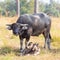 Family of Local Thai Buffaloes