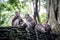 Family of long-tailed macaques Macaca fascicularis in Sacred Monkey Forest, Ubud, Indonesia