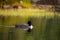 Family of Loons on a wild lake