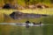 Family of Loons on a wild lake