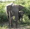 A family of loving elephants