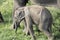 A family of loving elephants