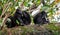 Family of macaques on the tree. The Celebes crested macaques on the branch of the tree.