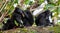 Family of macaques on the tree. The Celebes crested macaques on the branch of the tree.