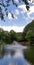 Family of Mallard Ducks swimming in pond