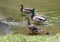 Family of mallards in a shallow lake in Watercrest Park, Dallas, Texas