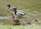 Family of mallards in a shallow lake in Watercrest Park, Dallas, Texas