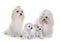 Family maltese dogs