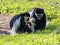 Family Mantled guereza, Colobus guereza, with a white colored baby