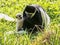 Family Mantled guereza, Colobus guereza, with a white colored baby