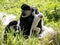 Family Mantled guereza, Colobus guereza, with a white colored baby