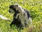 Family Mantled guereza, Colobus guereza, with a white colored baby