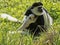 family Mantled guereza, Colobus guereza, with a white colored baby