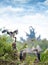 Family of marabou stork