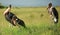 Family of Marabou stork