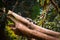 Family of marmoset on top of a trunk