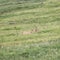 A family of marmots near their burrow in a meadow in the Italian Alps