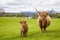 Family on the Meadow - Scottish Cattle and Calf