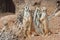 Family of Meerkats standing alert in the desert environment