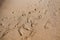 Family messy footprints on sand