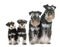 Family miniature schnauzers